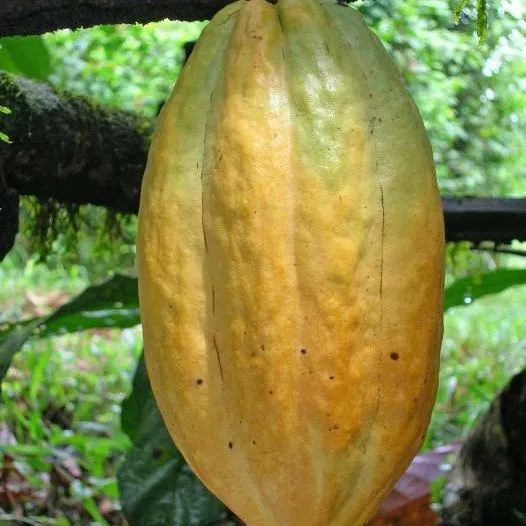 thumbnail for publication: Cocoa (Chocolate Bean) Growing in the Florida Home Landscape